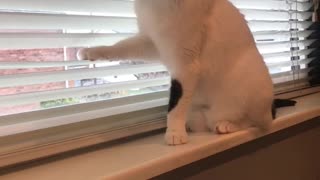 Cat Messing with Blinds for Attention From Human