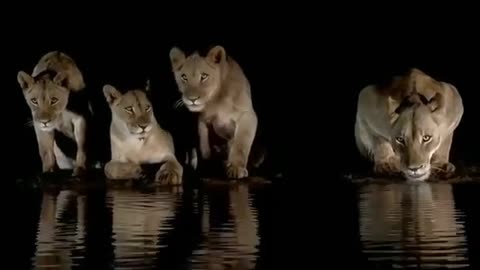 Zain lions video