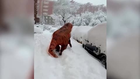 Rexy the 'dinosaur' makes snow angels in Madrid