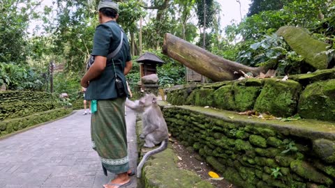 Monkey politely asks guide for food in Bali, Indonesia