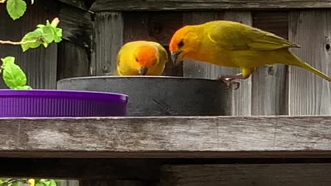 Saffron Finch Couple backyard birds