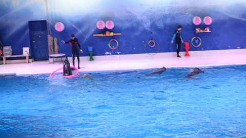 dolphin show at dubai
