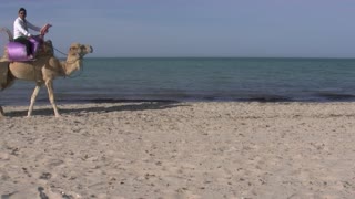 Riding Camels On Morning Beach