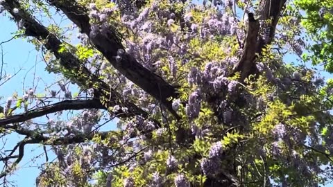 Beautiful Lavender Flowers