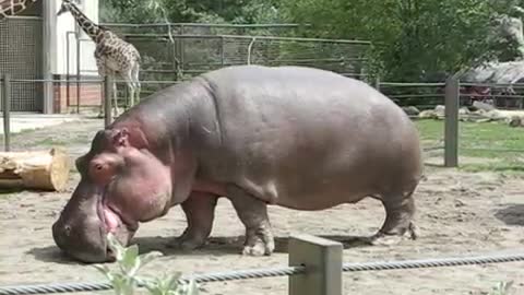 Hippo Walking