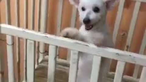 Dog dances Cha-Cha in Crib