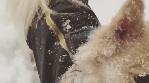 Collab copyright protection - pomeranian dog snow sweater fall