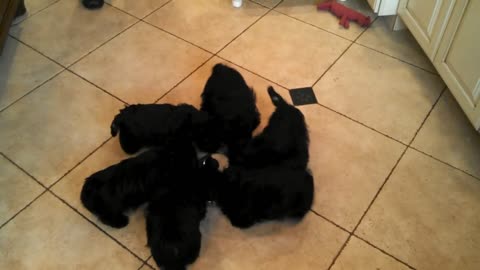 Mom Called Her Puppies For Dinner, Now Watch How The Little Babies React