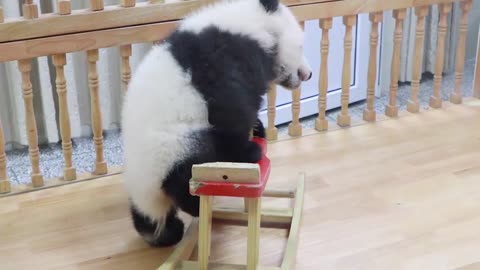 Panda happily playing with chair