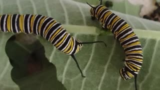 Battle of the Monarch butterfly larvae