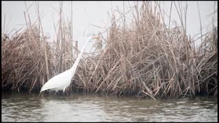 Great Egret Fishing as a Fog Rolls In.