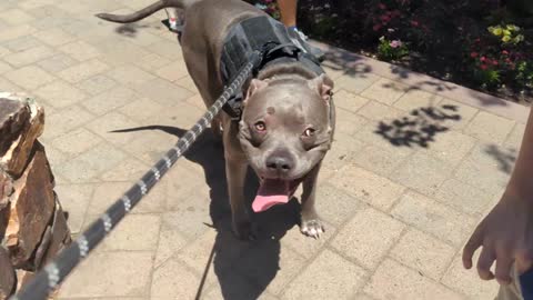 Pitbull Walking Around Big Bear Lake California. Friendliest Dog On Rumble