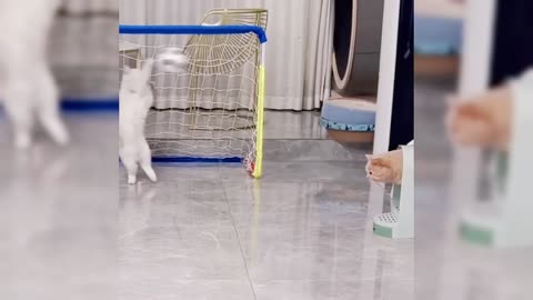 Funny Cats Playing Football