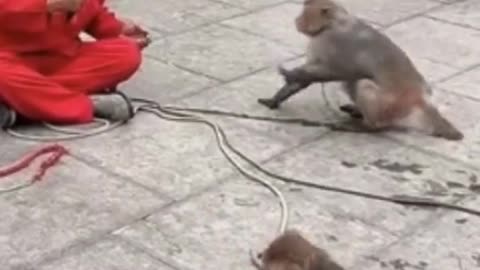 Funny Monkey