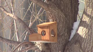 Fox Squirrels At The Hazelnut Feeder