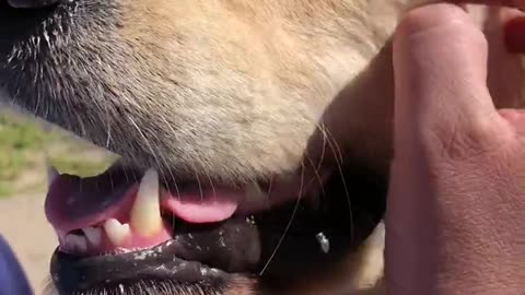 Golden Retriever 'sonríe' cada vez que lo acarician