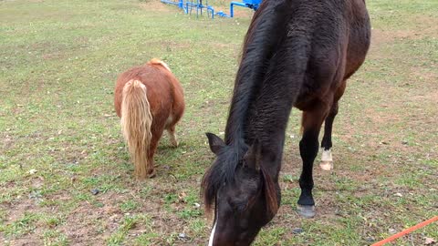 Beautiful Horse and Little Friend get a Treat