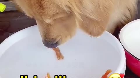 DOG TRANSFERRING TINY FISHES INTO THE WATERED BOWL