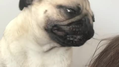 Pug tries his best to detangle owner's hair