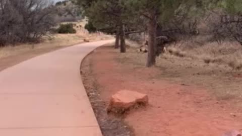 Deer in Colorado Springs