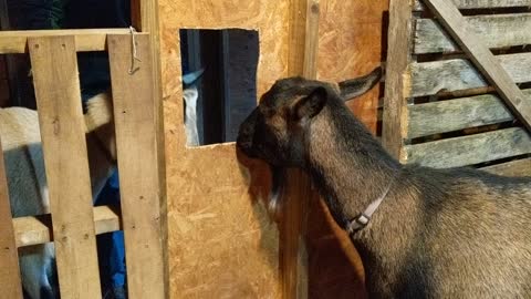 Goat escape plan
