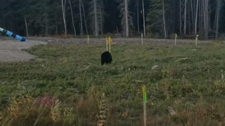 Alberta Canada black bear