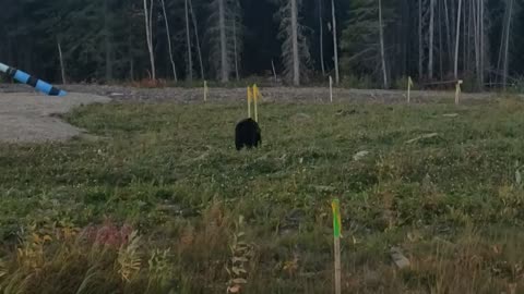 Alberta Canada black bear