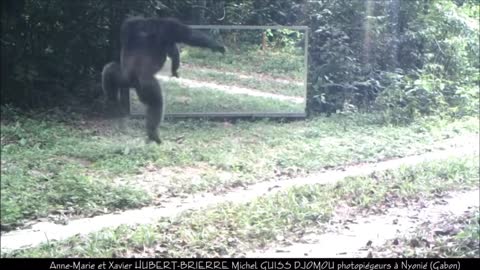 Some chimps are angry at mirrors, while others are calm | Chimpanzés tous