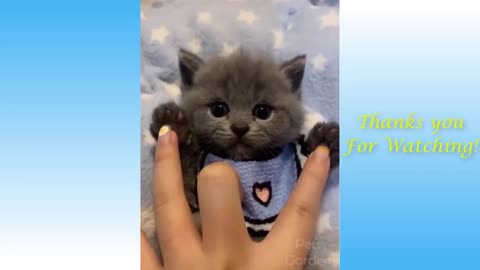 Cute Pets Compilation #5