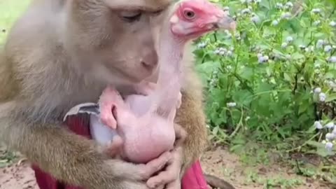 The Funniest Monkey Videos That Will Make You Laugh Hard. #animals #monkey #funnymonkey