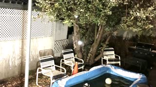 Family of Bears Enjoy a Late Night Pool Party