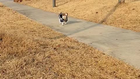 4-year-old puppy taking a leisurely walk