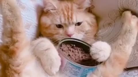 A cat eats in a funny way