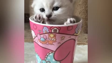 Tiny Kittens In A Cup CUTE