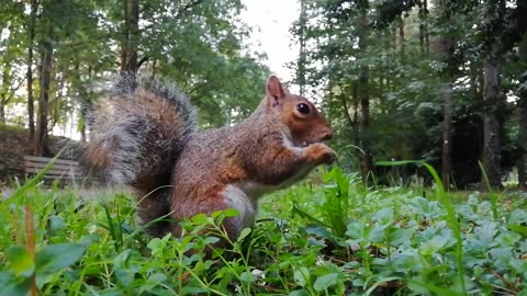 A squirrel eats its beautiful