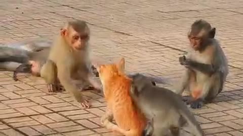 Monkey & Dog's Funny video