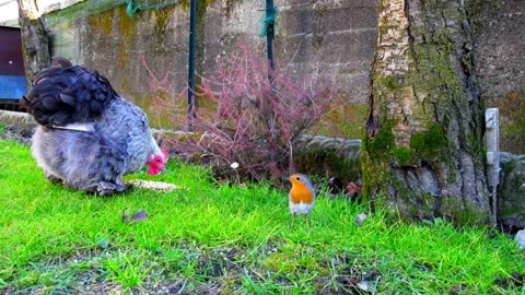 il pettirosso e la gallina