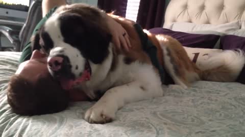 Huge Saint Bernard Dog Needy