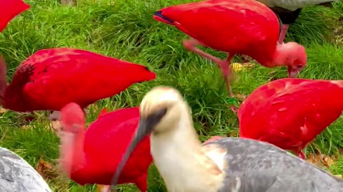 Black-faced ibis and Scarlet Ibis - invited by Copenhagen Zoo.