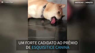 Cão lambe o chão de jeito bizarro