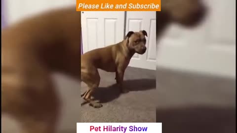 Fun with Non-Stop Funniest Cat and Dog Video! try to stop your laugh with funniest animal videos
