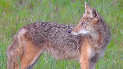 Coyote stare down