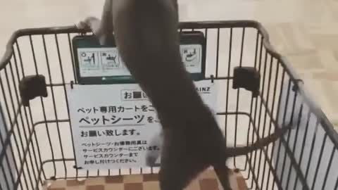 Too excited in shopping maybe when getting closed to Pets’s food section