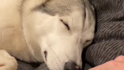 HUSKY DOG CAN'T SMELL TREATS WHILE SLEEPING!
