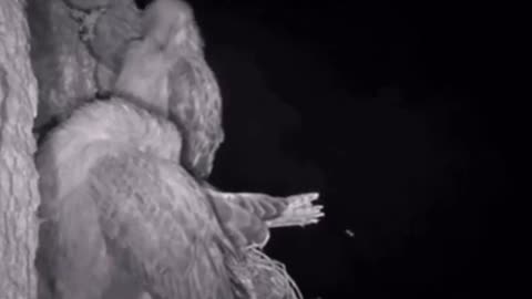 Owl Hunting At Night Swoops In And Picks Up a Bird