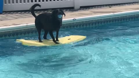 Bodyboarding dog uses balancing skills to fetch ball