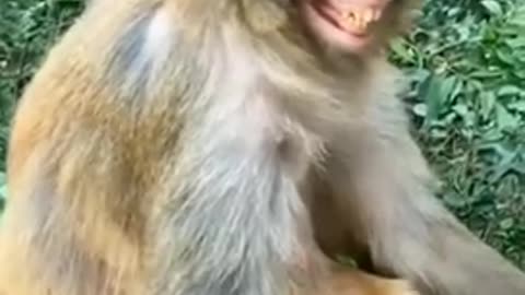 Monkey 🐒 is Laughing 😂