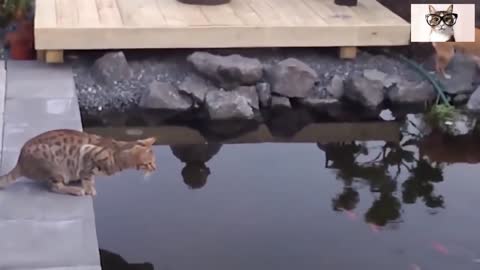 Vídeos graciosos de gatos cayendo en el agua!!!!