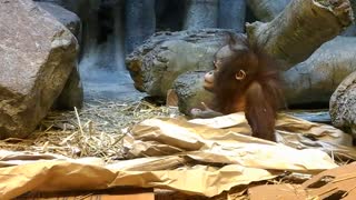 Sweet Baby Orangutan Playing and Exploring Her Enclosure Pt 1