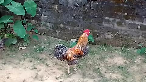 Deshi Broun COCK🐓🐓🐓🐓 | Look Like Attitude | Village cock